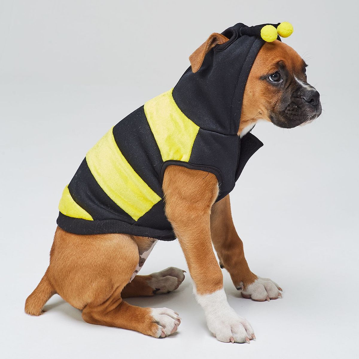 YAMP - Disfraz de Abeja para perro
