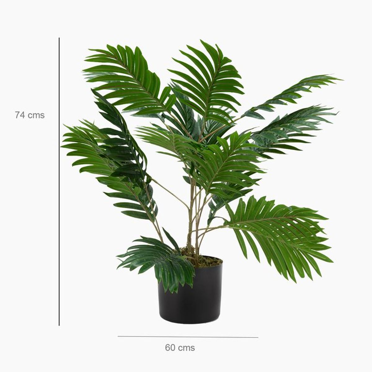 MICA - Planta 74 x 15 cm