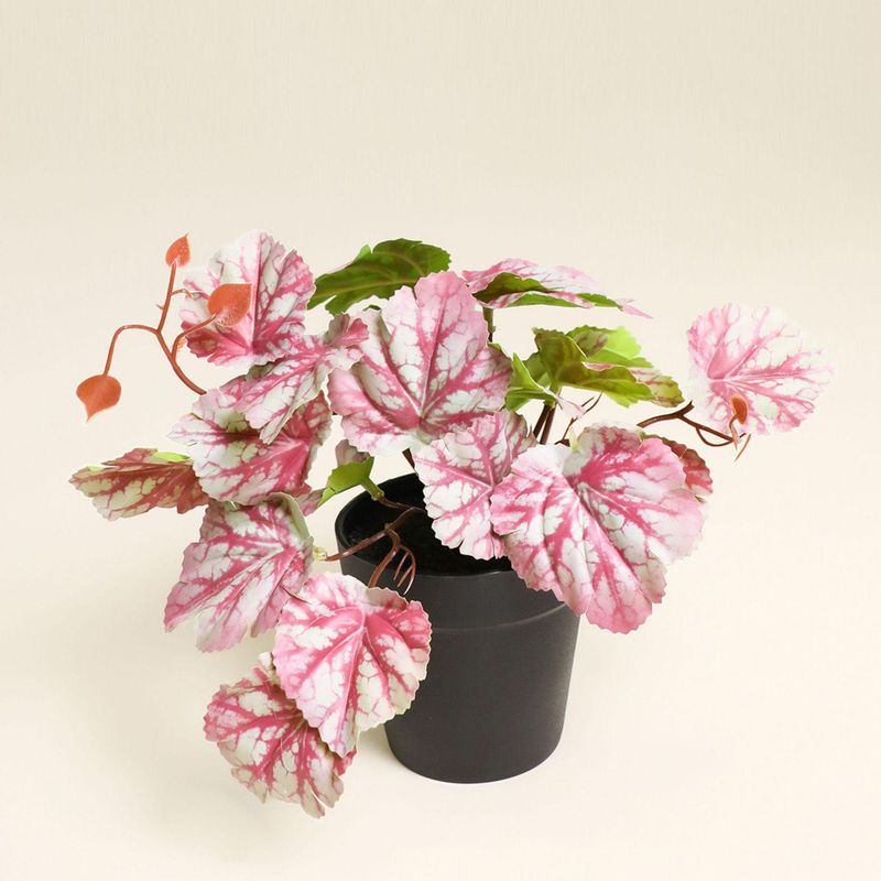 MICA - Planta 20 x 10 cm