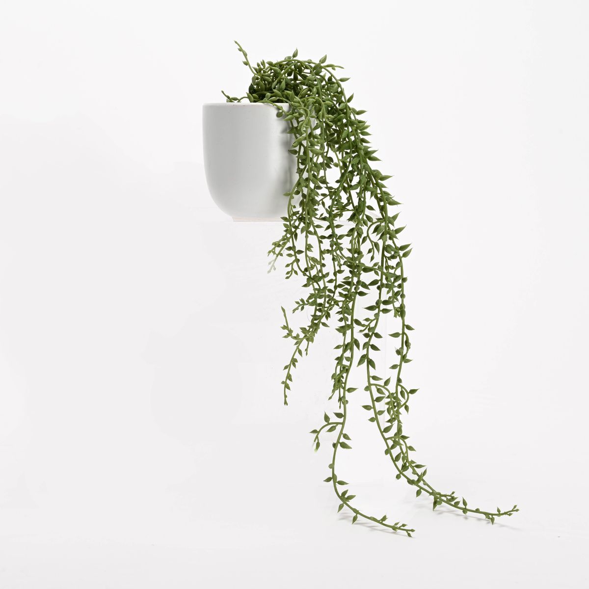 MICA - Planta Poliestireno 50cm x 15cm MICA