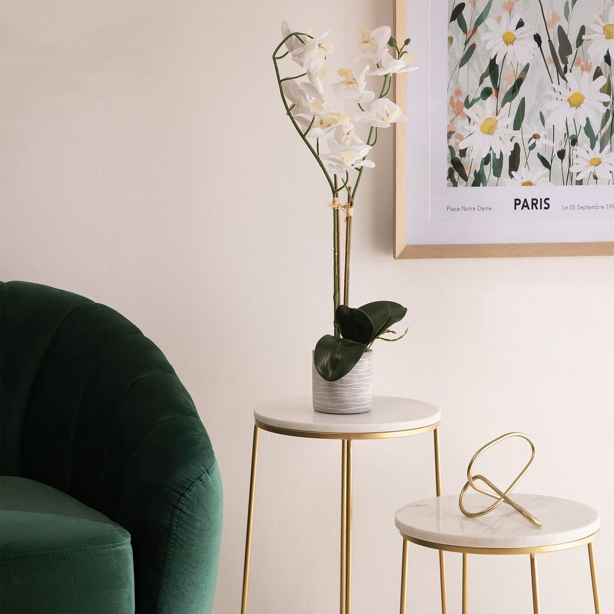 MICA - Planta Caucho 52 cm x 10 cm