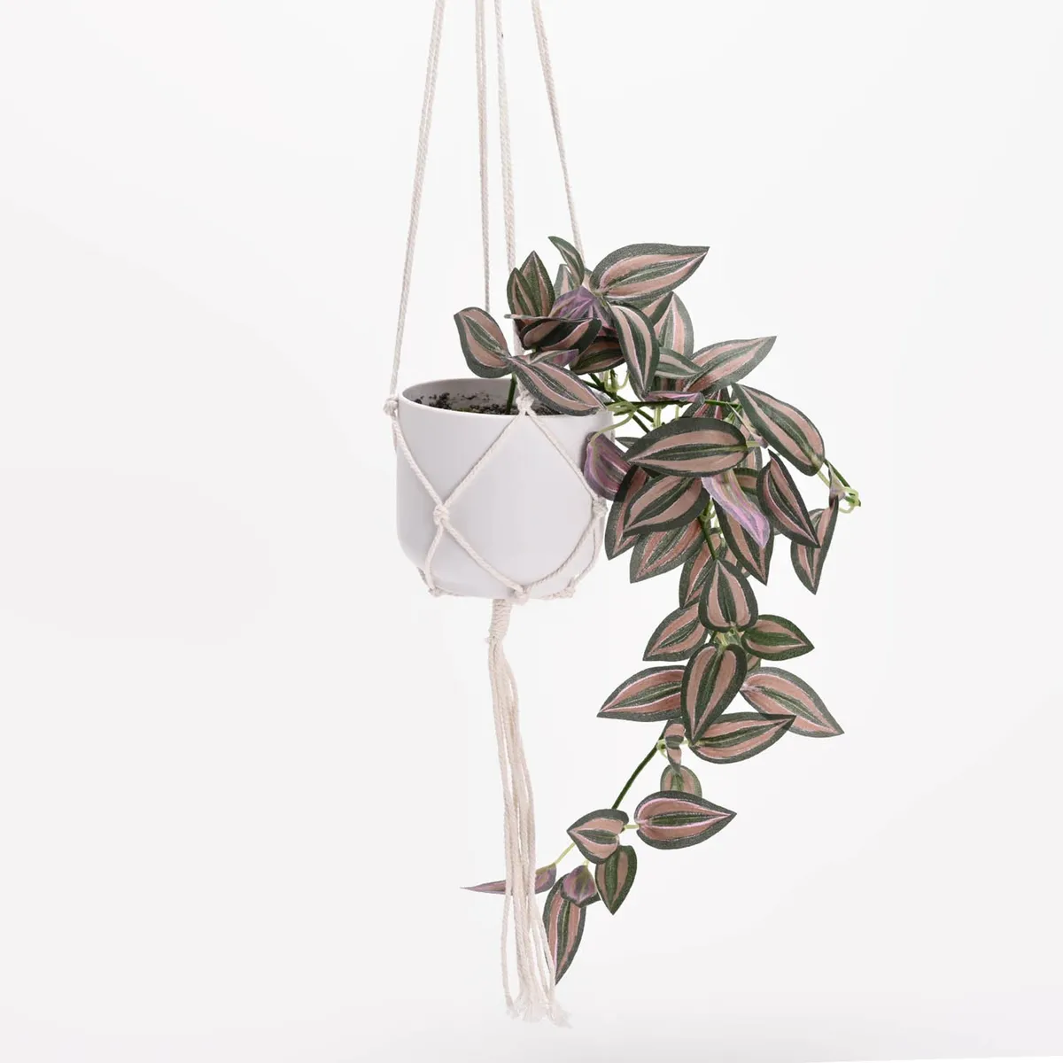 MICA - Planta Caucho 61cm x 20cm MICA