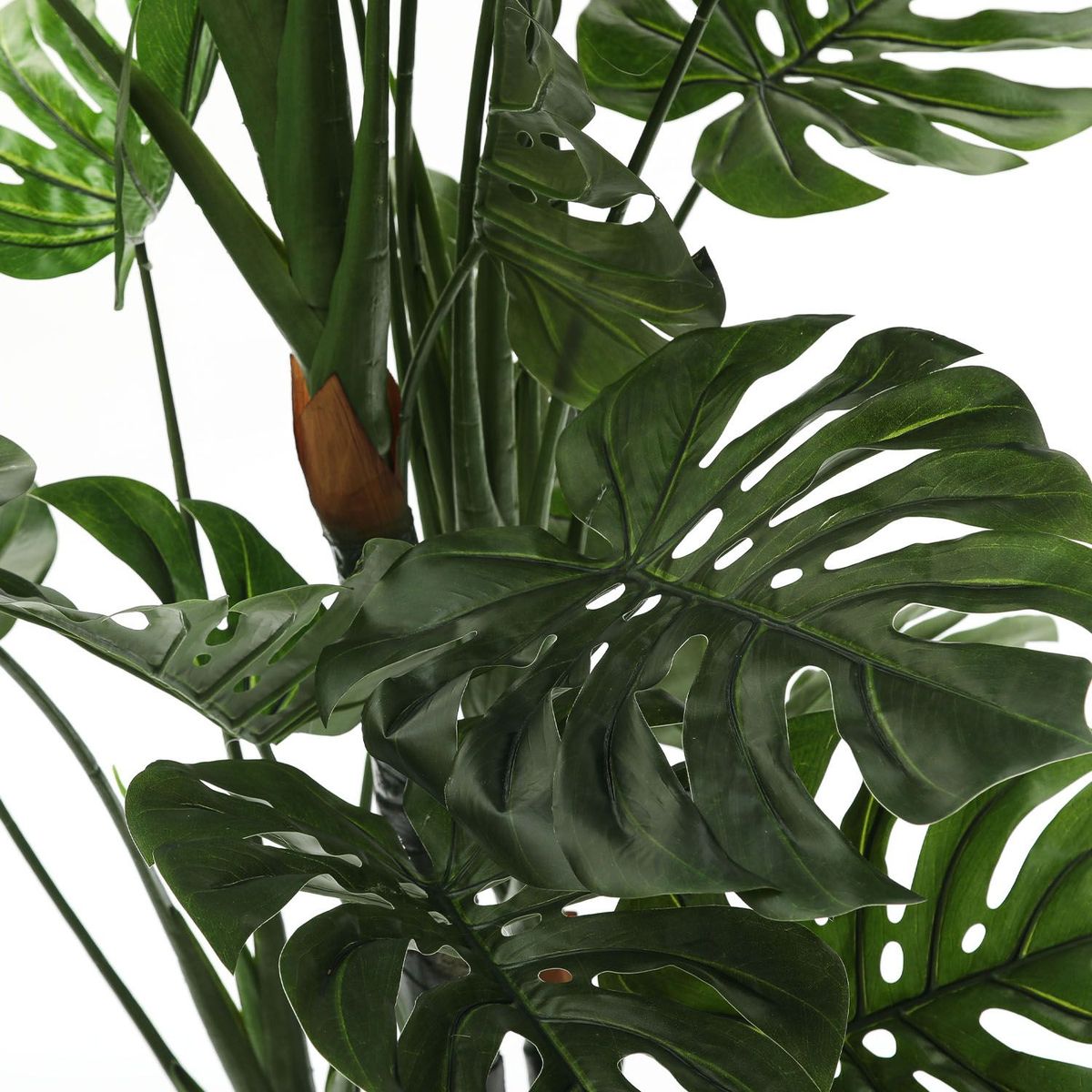 MICA - Planta Monstera 180cm
