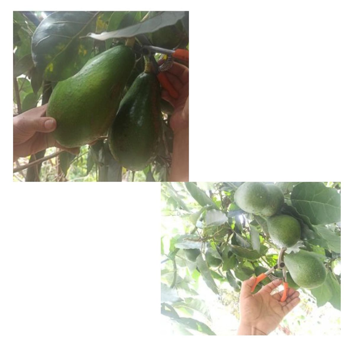 TRUPER - Tijera de poda y cosecha paltas y frutas delicadas - Truper