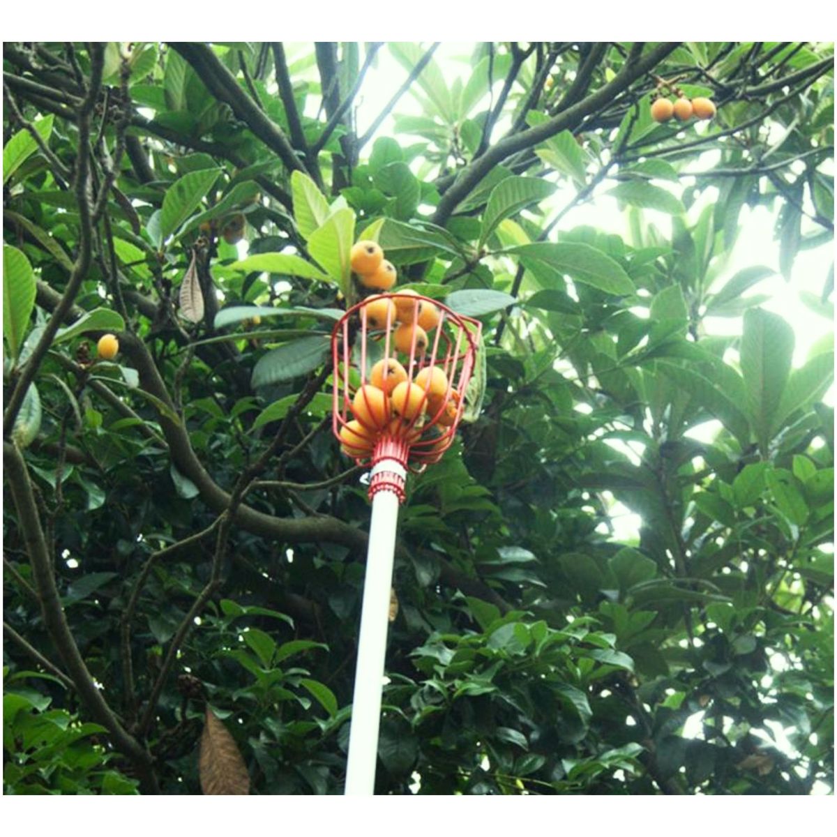 TRUPER - Recolector de frutas cosechadora de frutas Truper