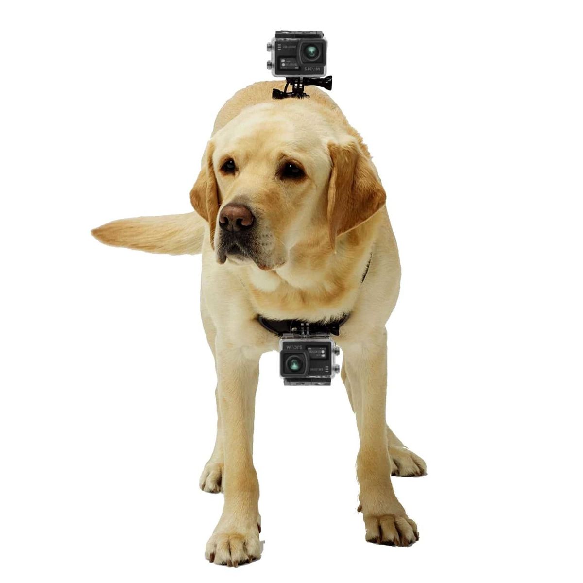SJCAM - SJCAM ARNÉS DE PERRO PARA CÁMARA DE ACCIÓN
