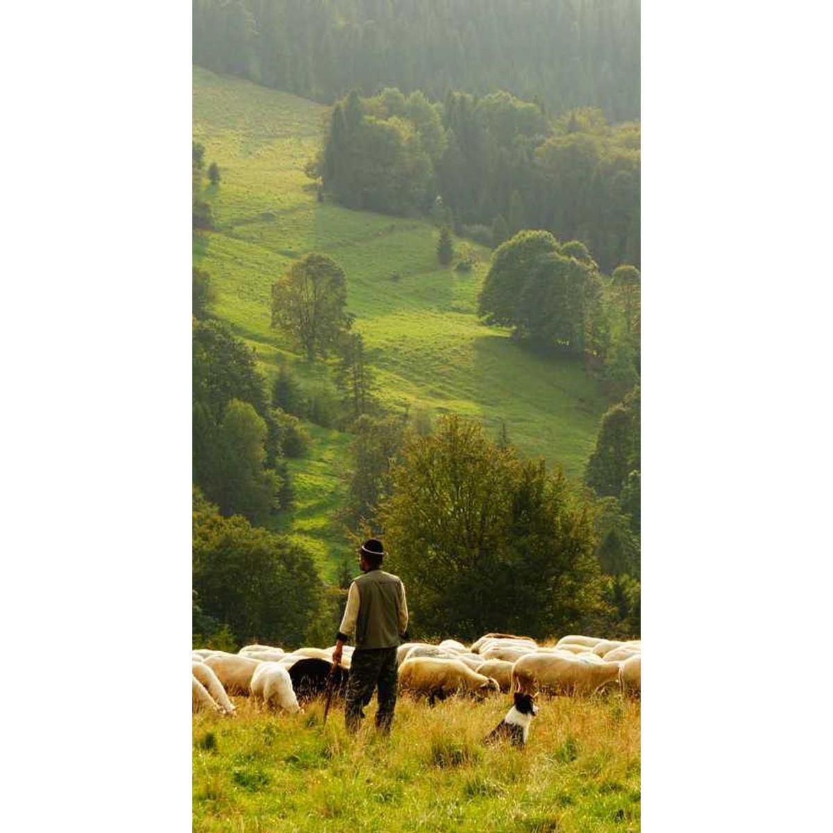 GENERICO - Producto Test