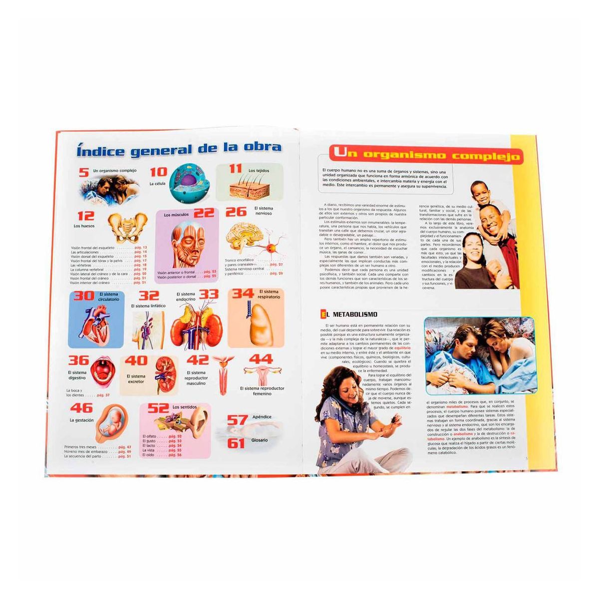 LEXUS - Atlas visual del cuerpo humano