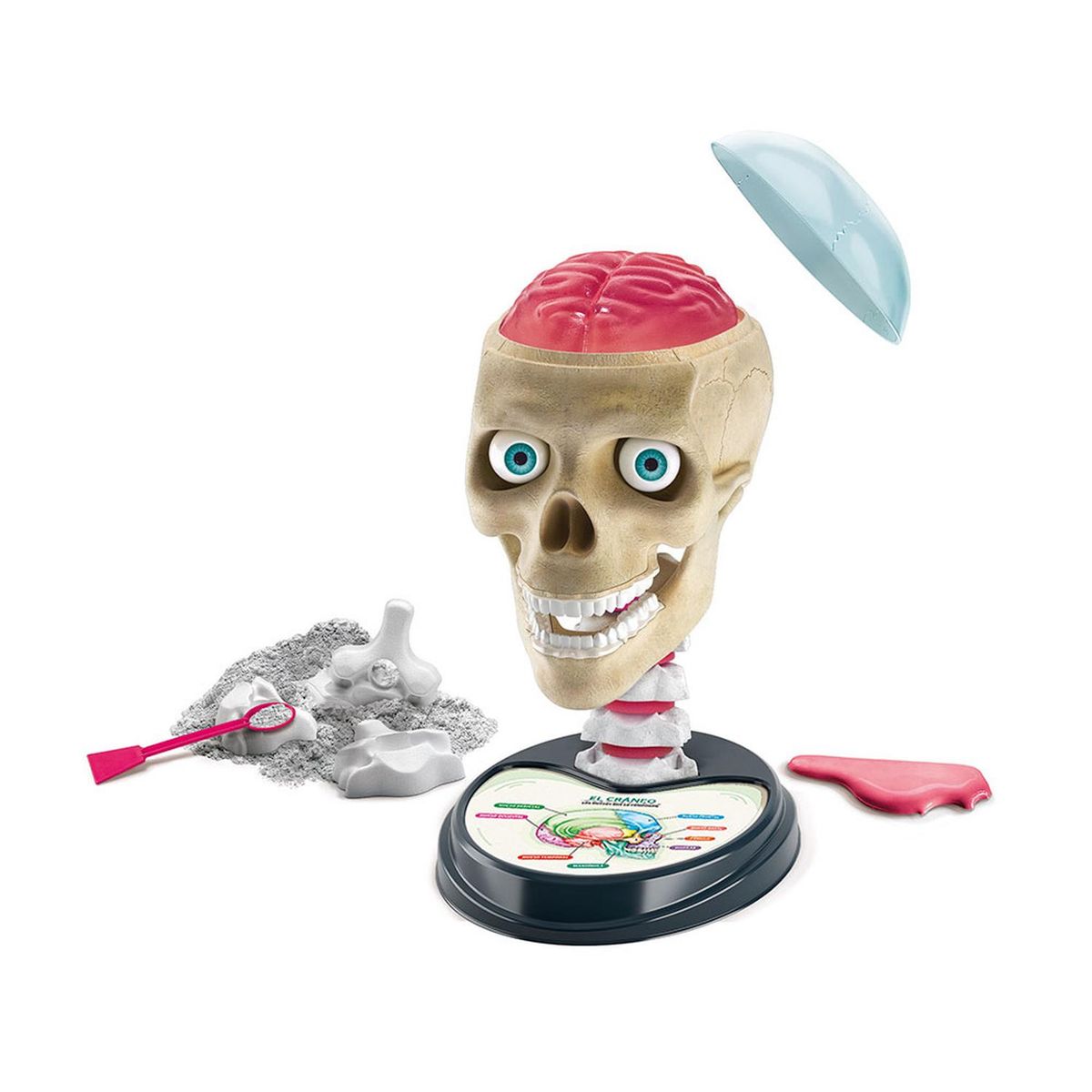 CLEMENTONI - LABORATORIO DE CIENCIA , NUEVA ANATOMÍA