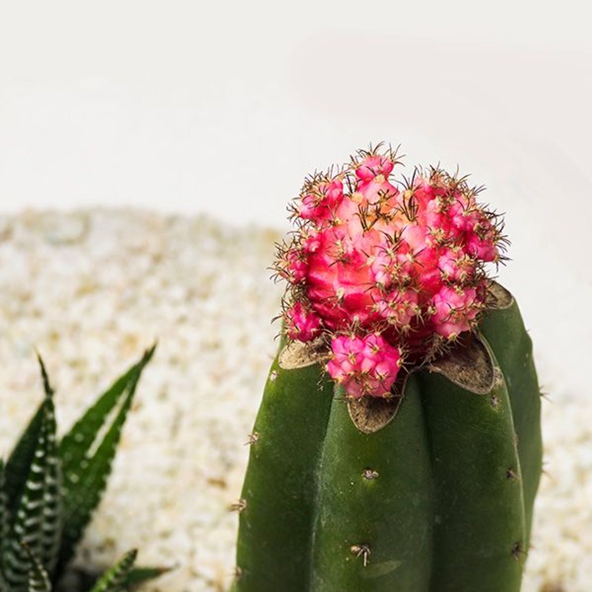 BIOPHILIA - Terrario tropical CAETANA