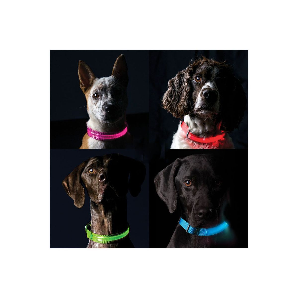 QUE PATAS PET SHOP - Collar Led para Mascota Verde S
