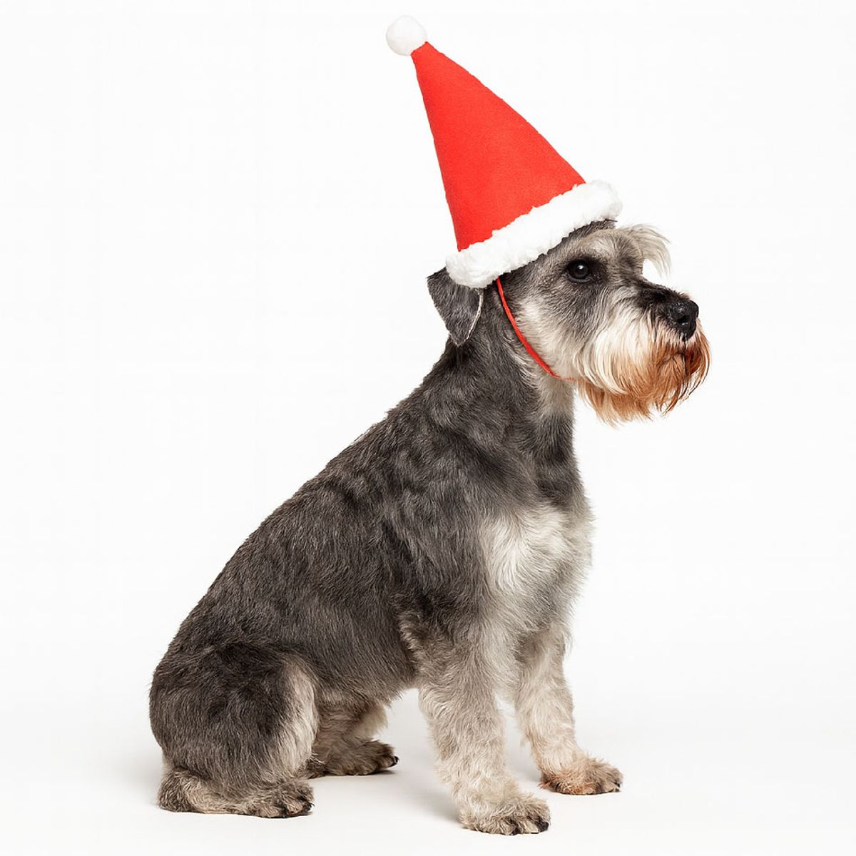 GENERICO - Ropa de Navidad para mascotas - Gorrito Santa Claus Small