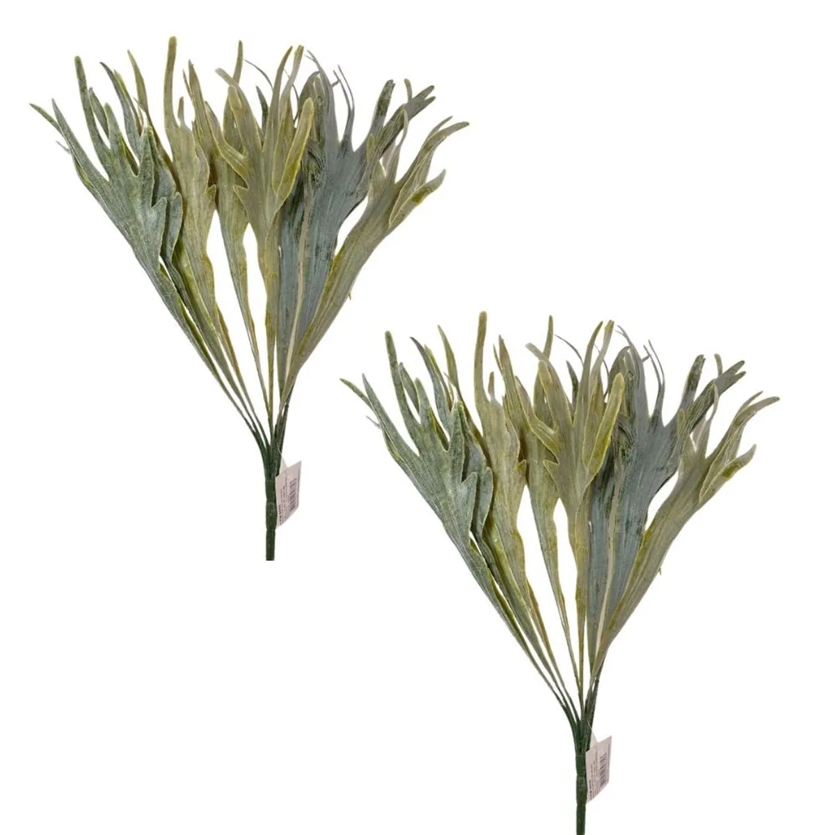 FLORIPA - Pack de 2 Plantas Tipo Cuerno De Veado 8050 FLORIPASTORE