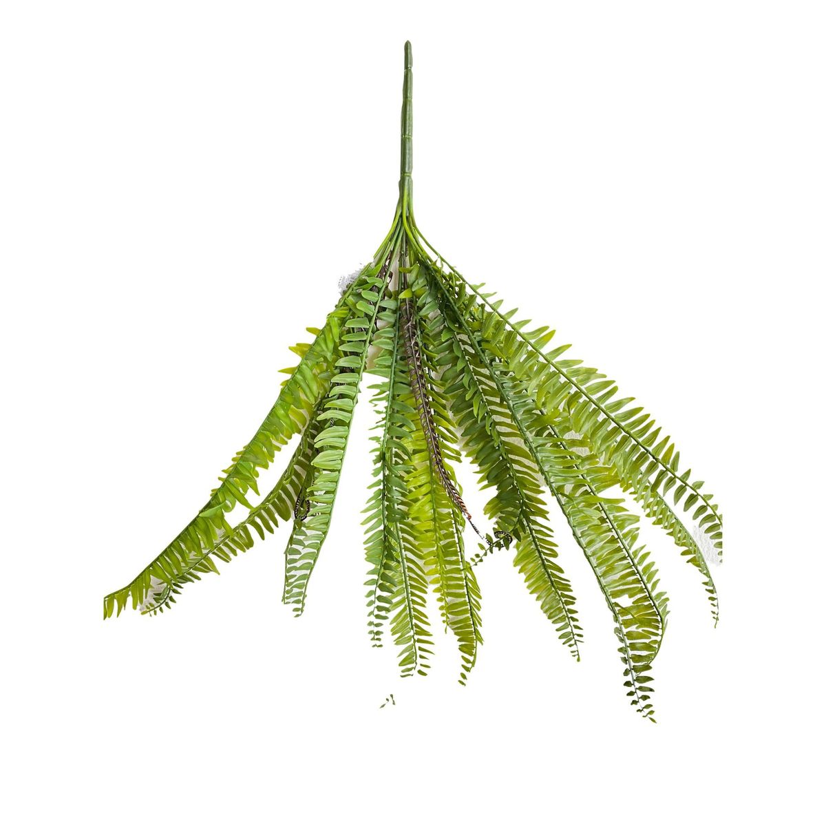 FLORIPA - Helecho Sy17001 FLORIPASTORE