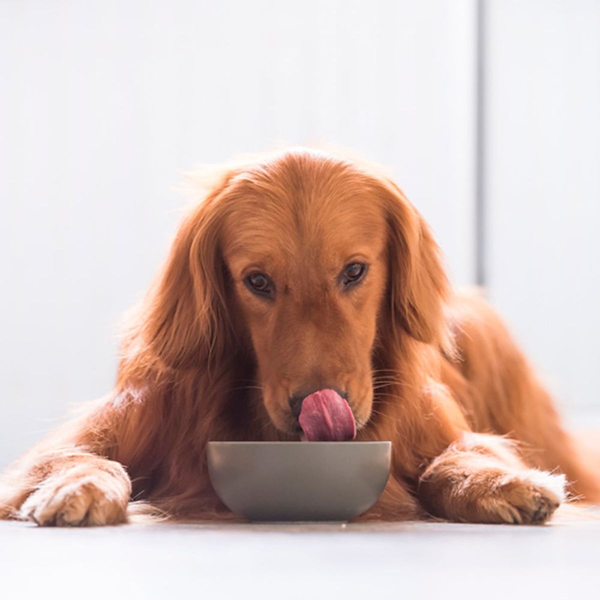 ROYAL CANIN - Comida De Perro Royal Canin Bhn Chihuahua Adulto X 3 Kg