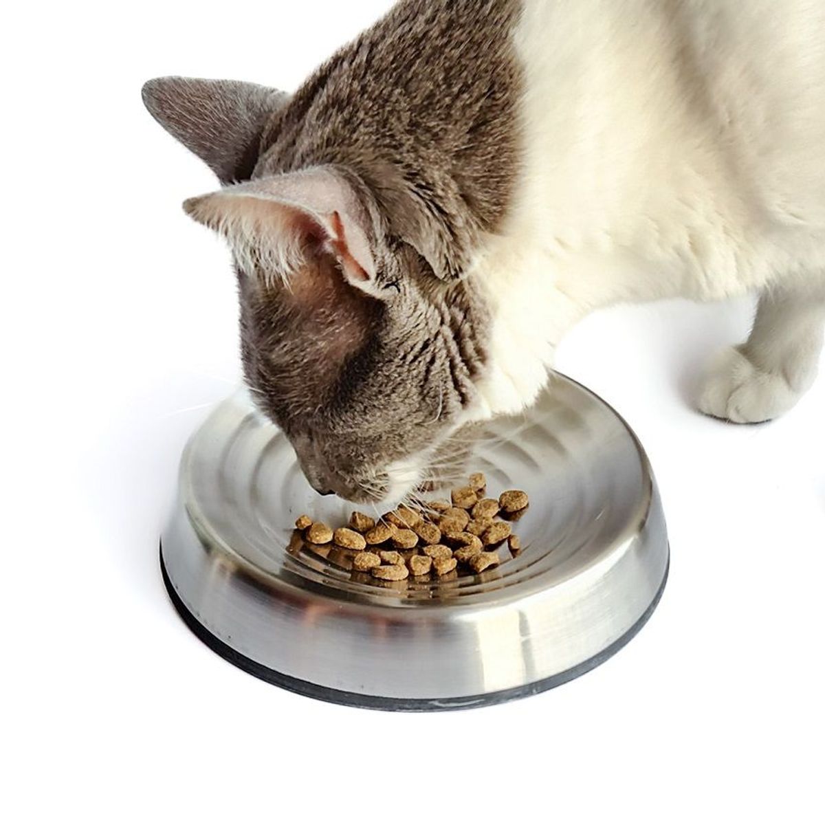 CROCI - Plato de Acero para Gatos - Diseño Cat Spiral