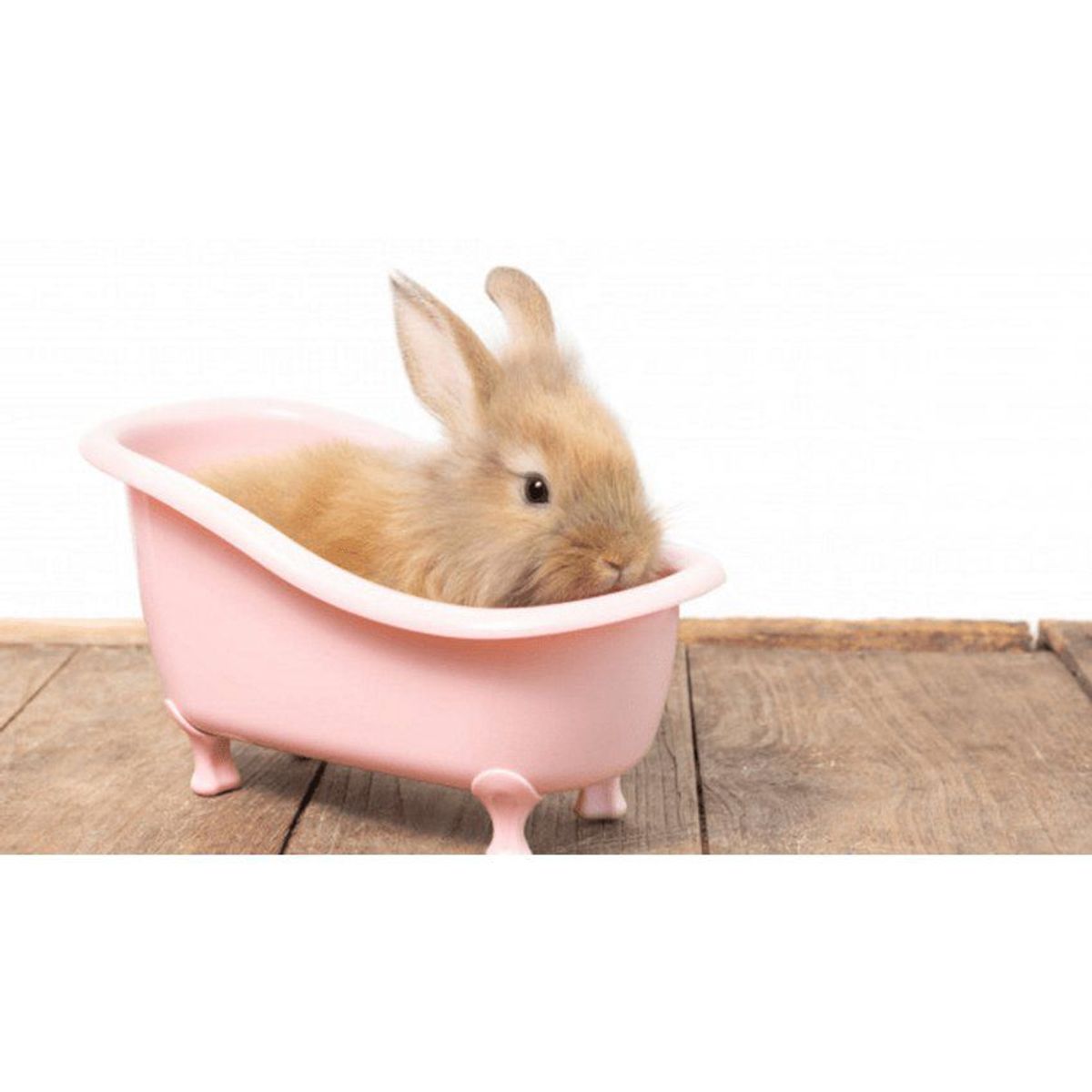 GENERICO - Baño espuma seco para conejo limpieza frasco