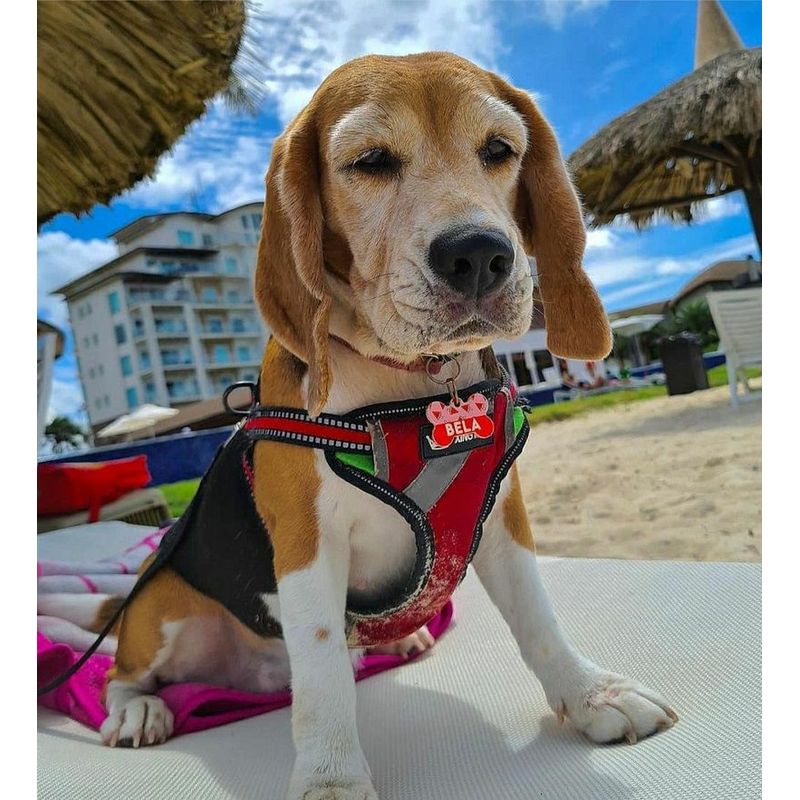 GENERICO - PECHERA REFLECTIVA PARA PERROS - TALLA L  COLOR PLOMO