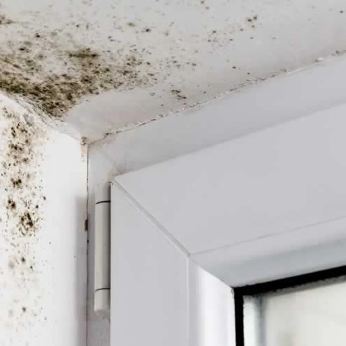 DO DOCTOR OBRA - PINTURA FUNGICIDA ELIMINA MOHO Y HONGOS 1 GALÓN