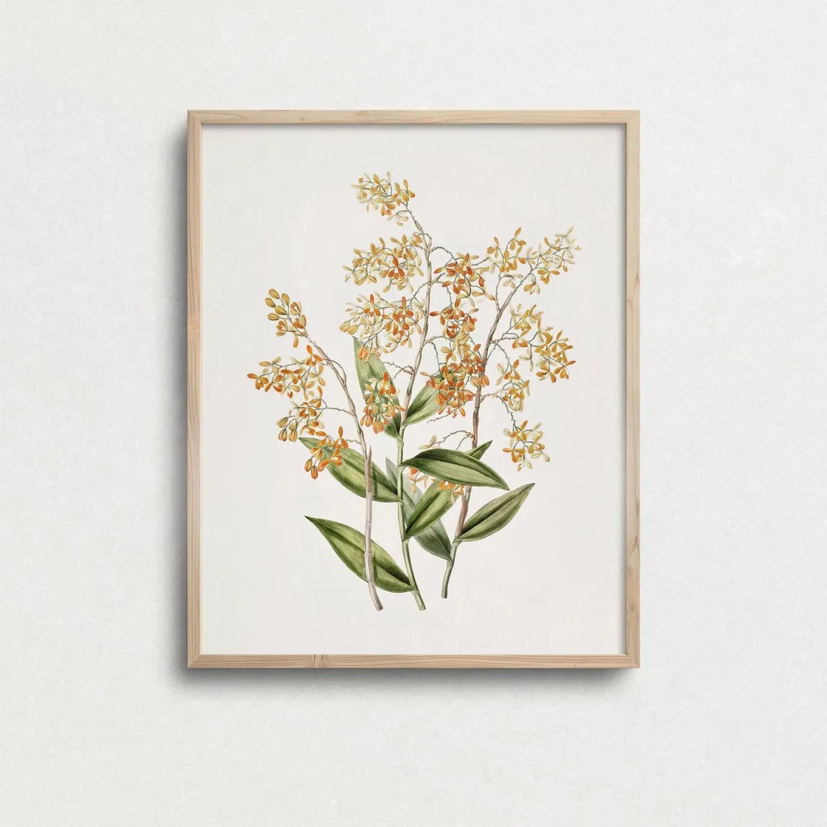 DECO DESIGN - Deco Design Cuadro Botanico 30X40Cm