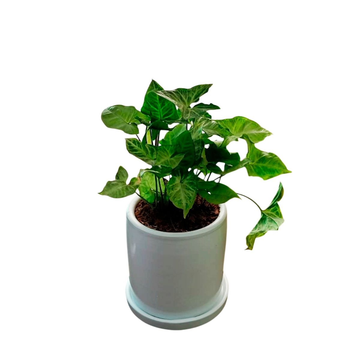 GENERICO - ALITA DE ANGEL EN MACETA CILINDRO BLANCO