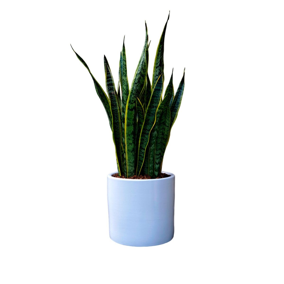 GENERICO - LENGUA DE SUEGRA EN MACETA CILINDRO BLANCO