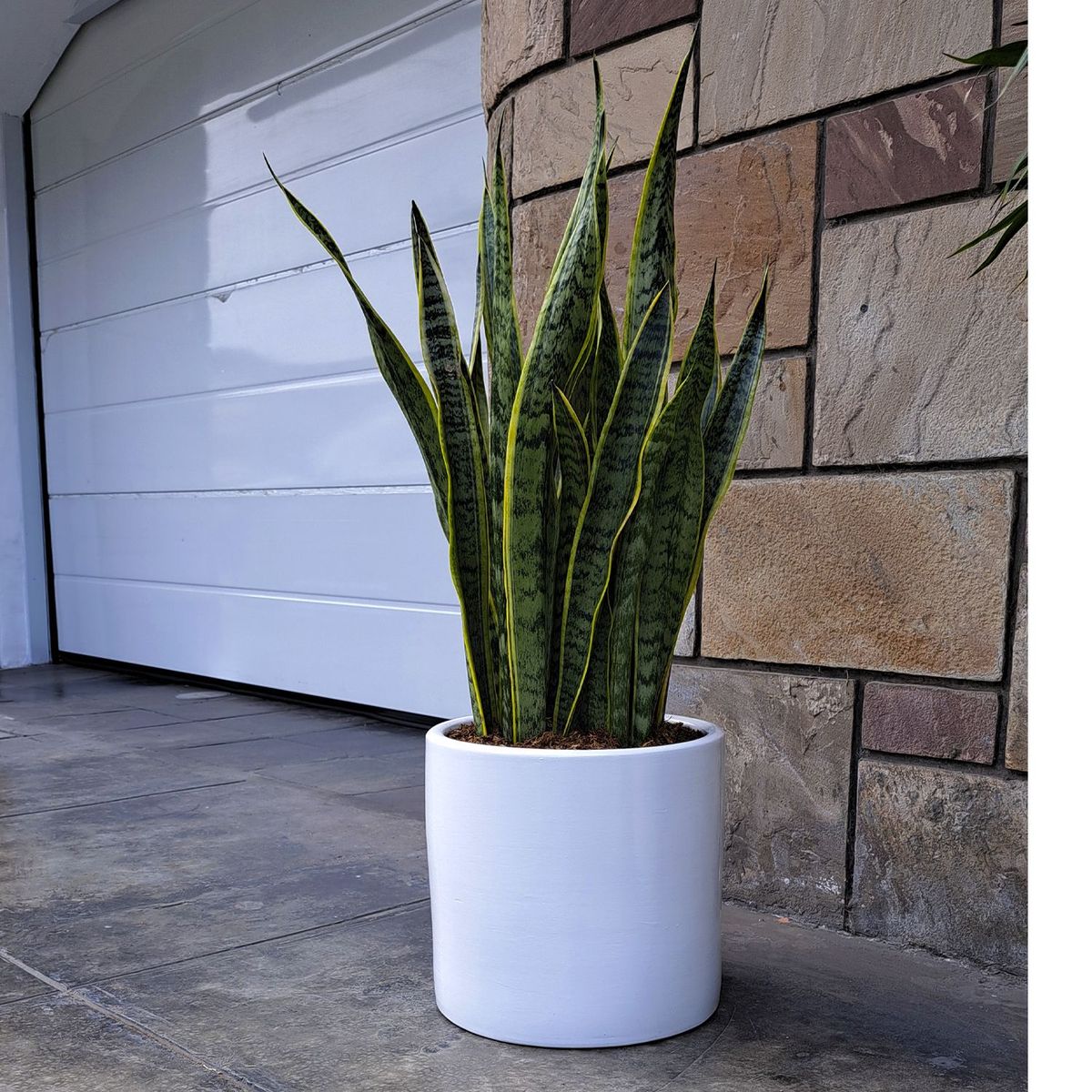GENERICO - LENGUA DE SUEGRA EN MACETA CILINDRO BLANCO