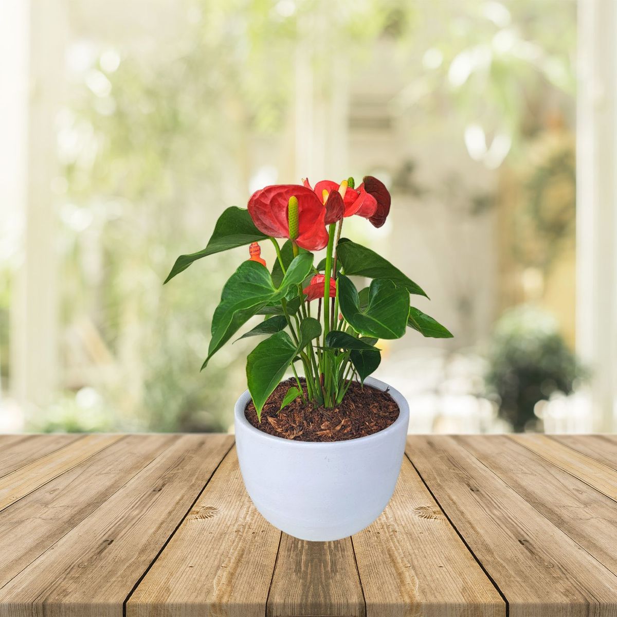 GENERICO - ANTURIO ROJO EN MACETA HUEVO BLANCO