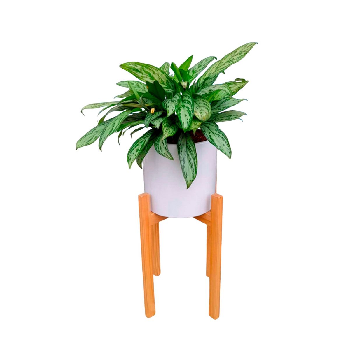 GENERICO - AGLONEMA EN MACETA Y PEDESTAL DE MADERA