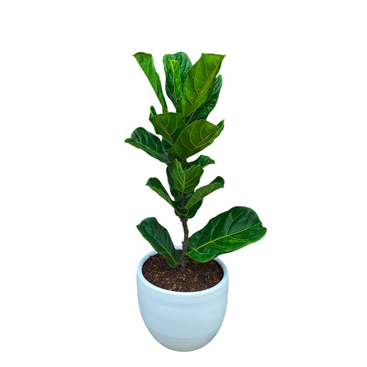 GENERICO - FICUS LYRATA EN MACETA HUEVO