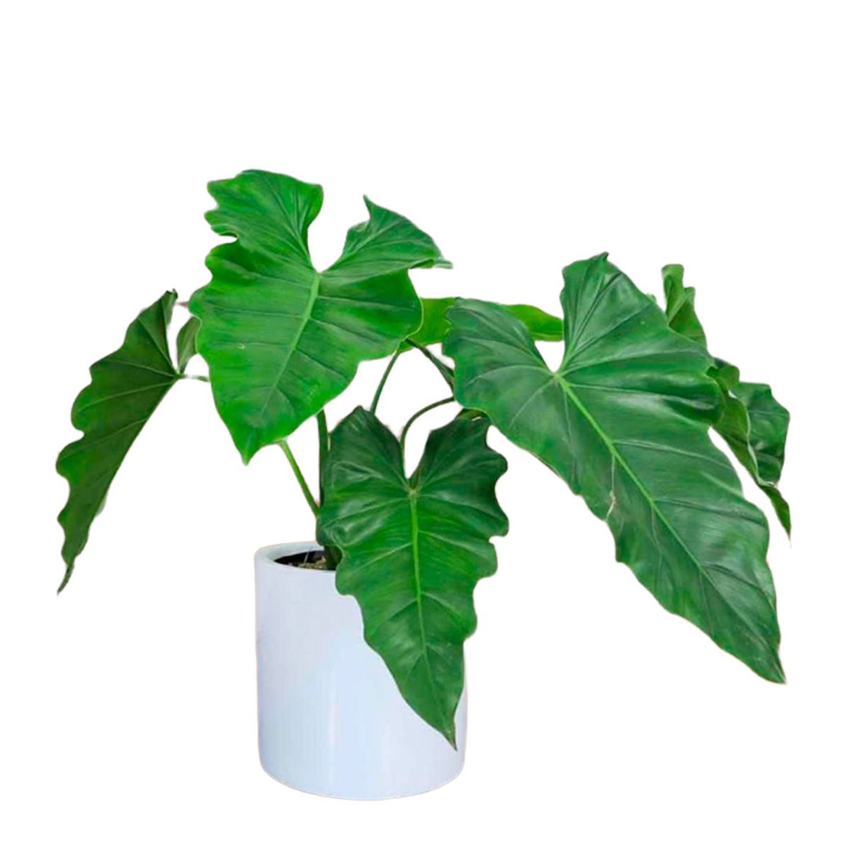 GENERICO - OREJA DE ELEFANTE CON MACETA CILINDRO BLANCO