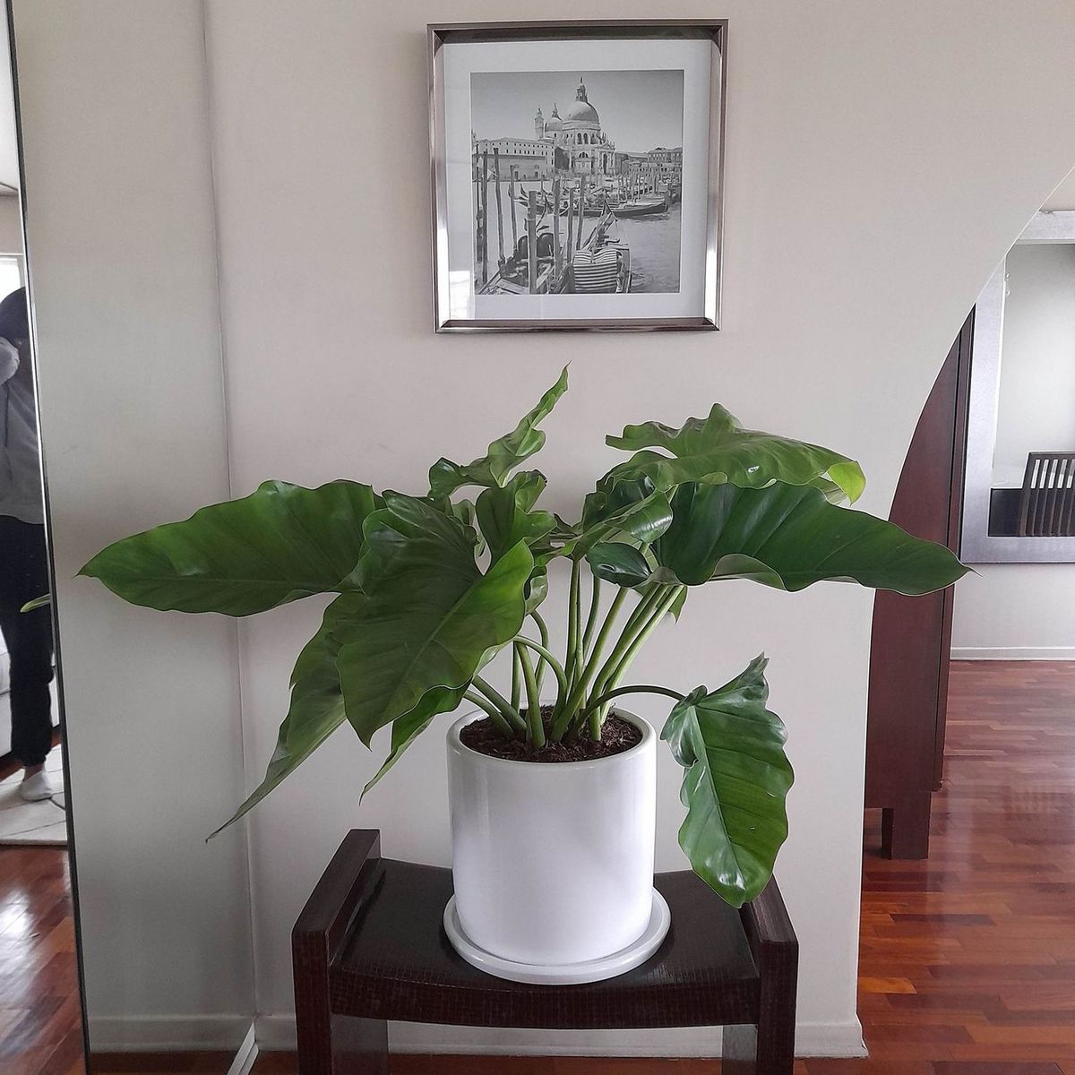 GENERICO - OREJA DE ELEFANTE CON MACETA CILINDRO BLANCO