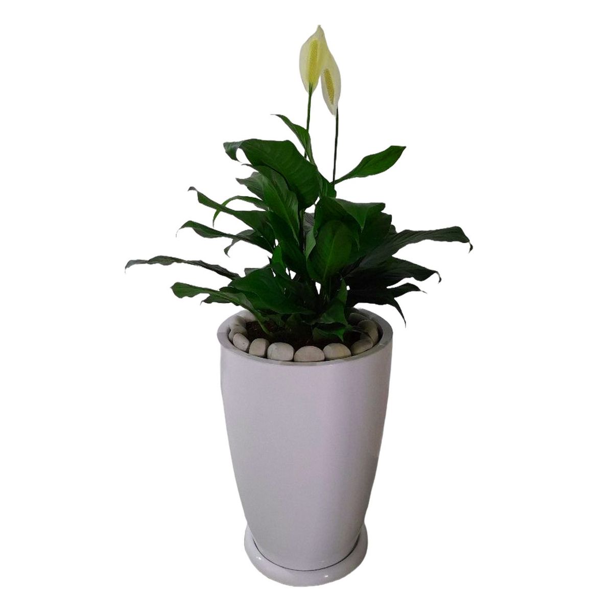 GENERICO - LIRIO DE PAZ EN MACETA MALVA BLANCO