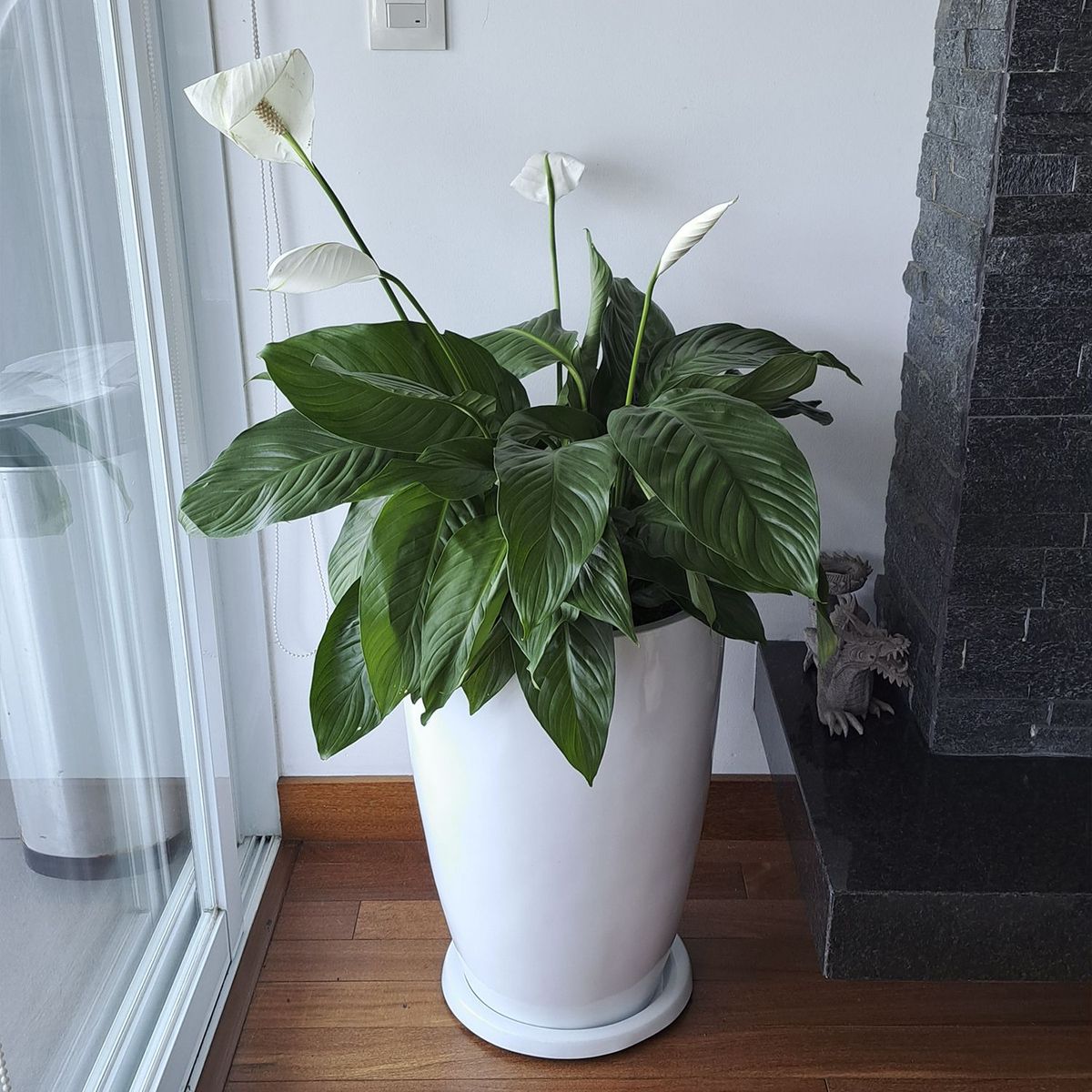 GENERICO - LIRIO DE PAZ EN MACETA MALVA BLANCO