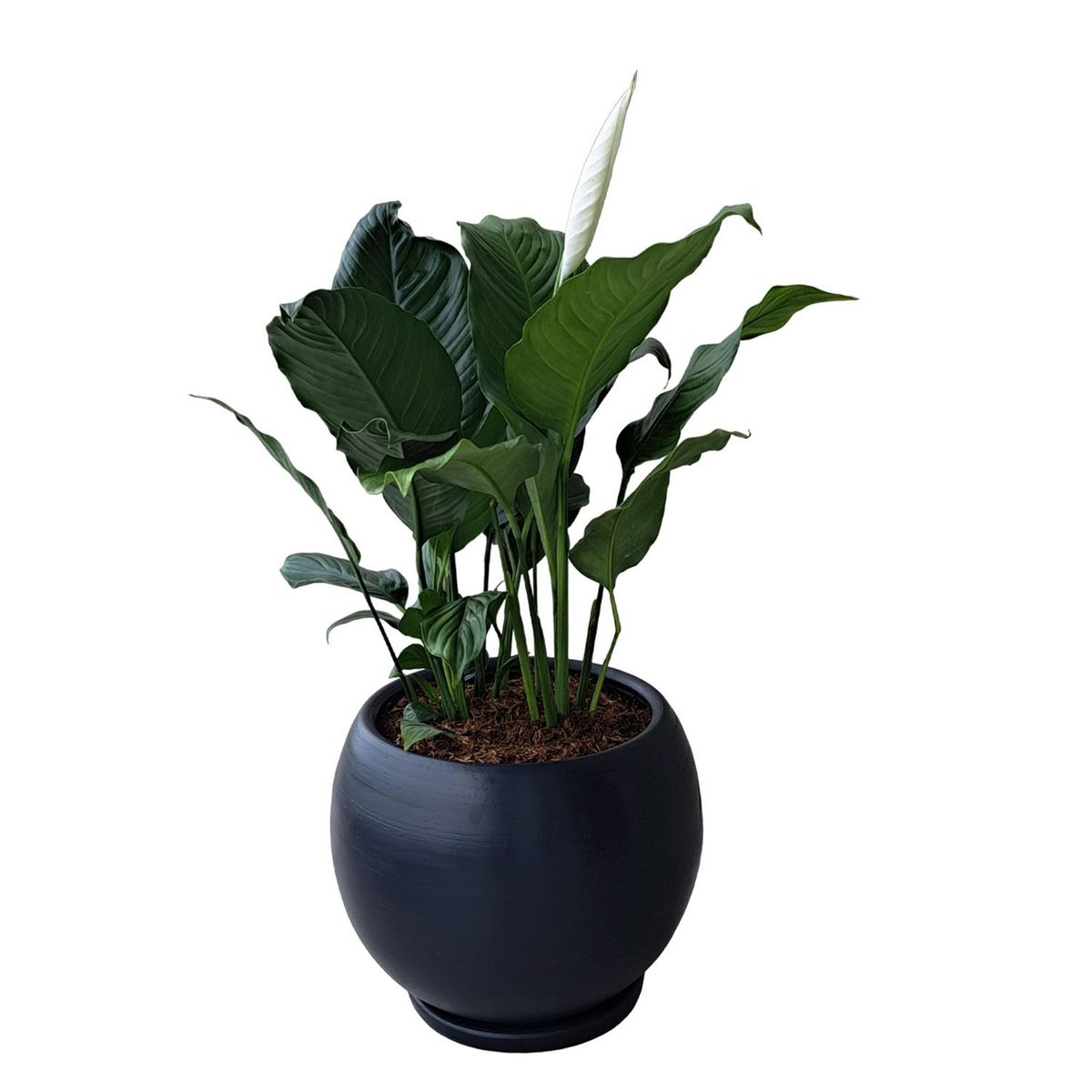 GENERICO - ESPATIFILIO EN MACETA ESFERA NEGRO