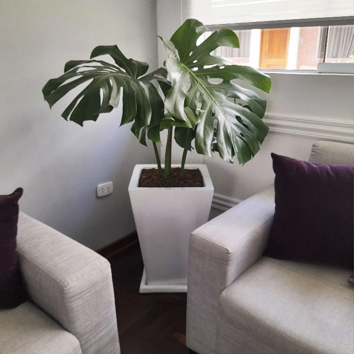 GENERICO - COSTILLA DE ADAN CON MACETA PIRAMIDE BLANCO