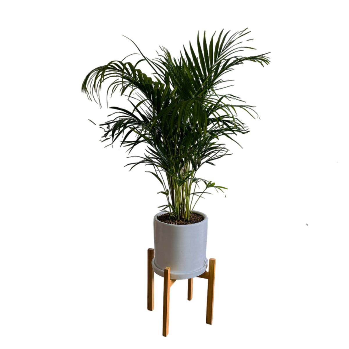 GENERICO - PALMERA HAWAIANA EN MACETA Y PEDESTAL DE MADERA