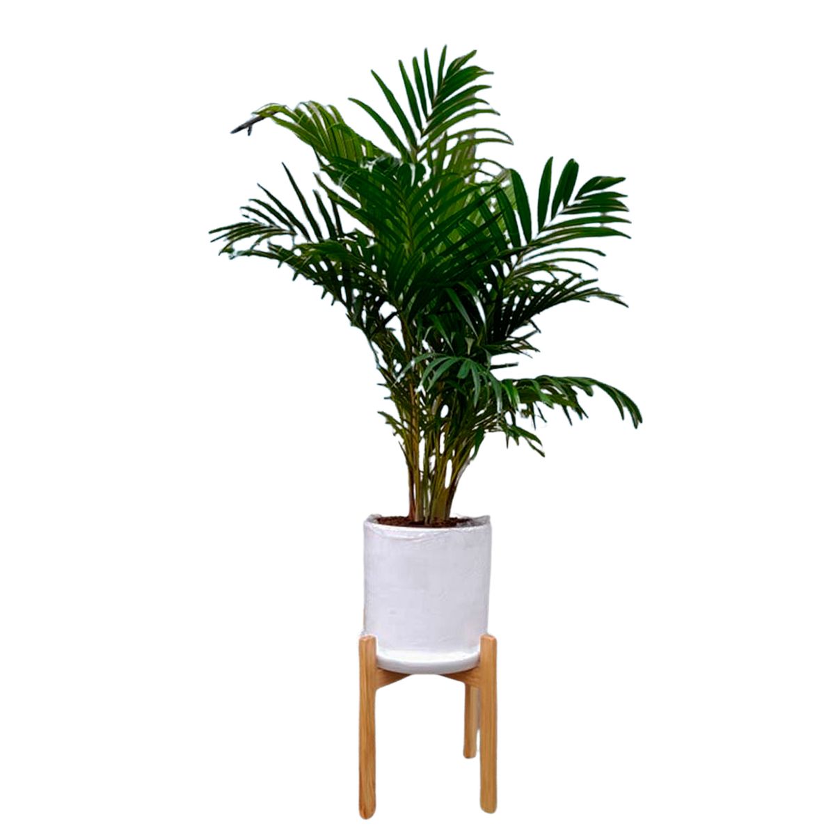 GENERICO - PALMERA HAWAIANA EN MACETA Y PEDESTAL DE MADERA