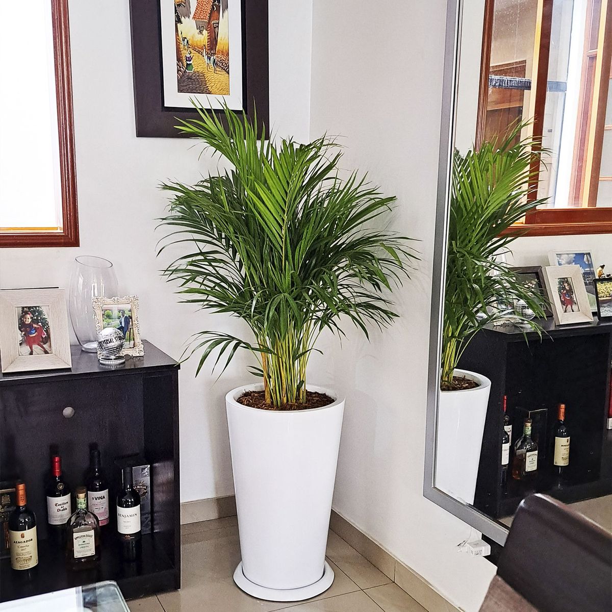GENERICO - PALMERA HAWAIANA EN MACETA CONO BLANCO