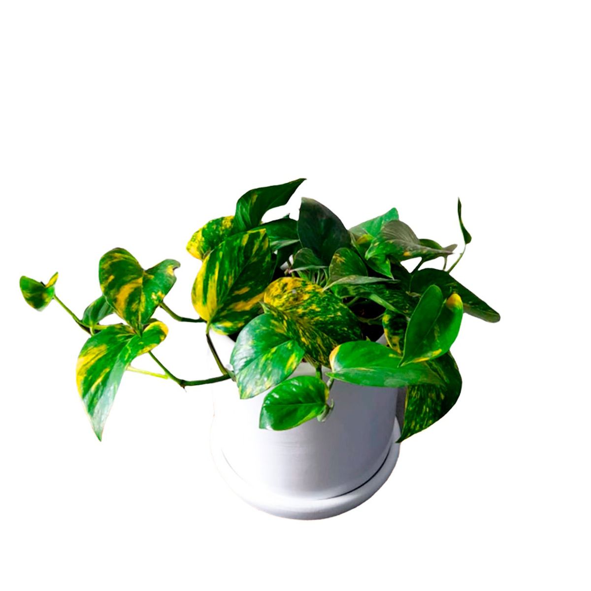 GENERICO - POTHUS EN MACETA CILINDRO BLANCO