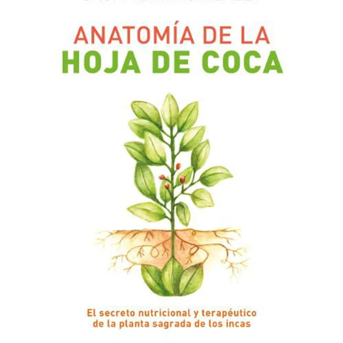 GENERICO - ANATOMIA DE LA HOJA DE COCA