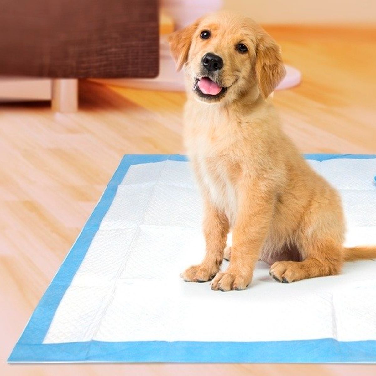 GENERICO - Pañales de Piso Absorbentes Desechables para Perros Talla L