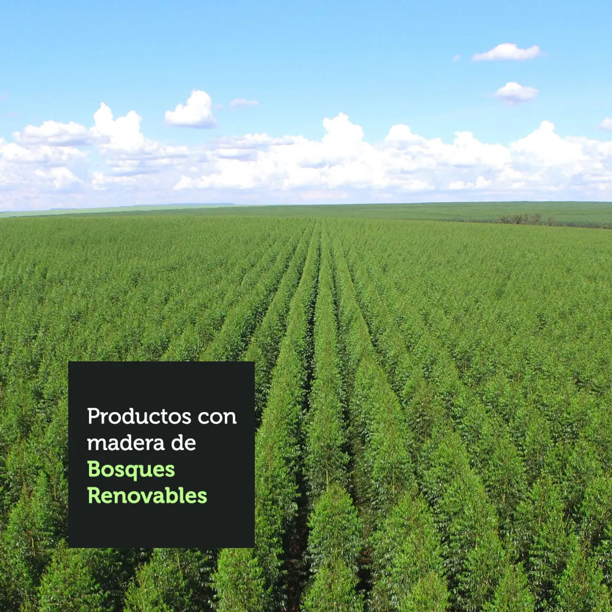 MADESA - Juego de Comedor Jaíne con 6 Sillas