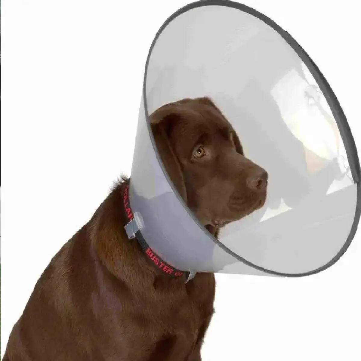 OTTOWARE - Collar Isabelino con Broche y Clip para Perro S