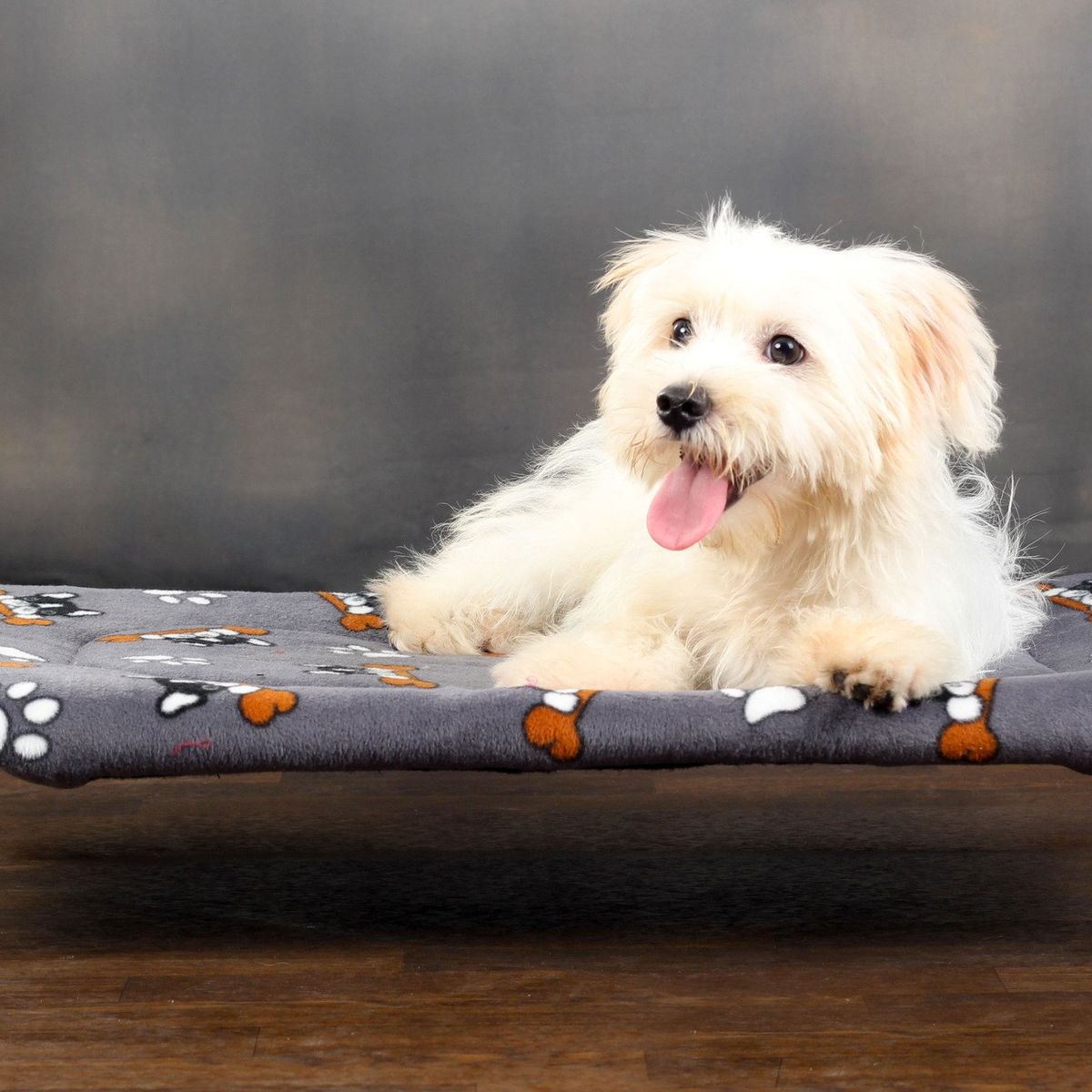 DISCOVERY PETS - Cama Hamaca Premium Talla 1 color Plomo