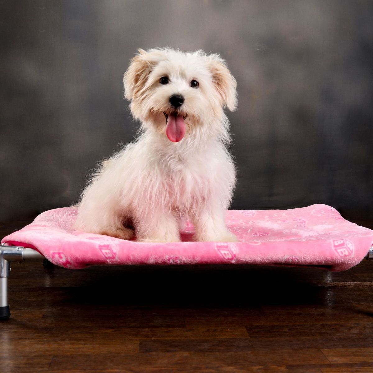 DISCOVERY PETS - Cama Hamaca Premium Talla 2 color Fucsia
