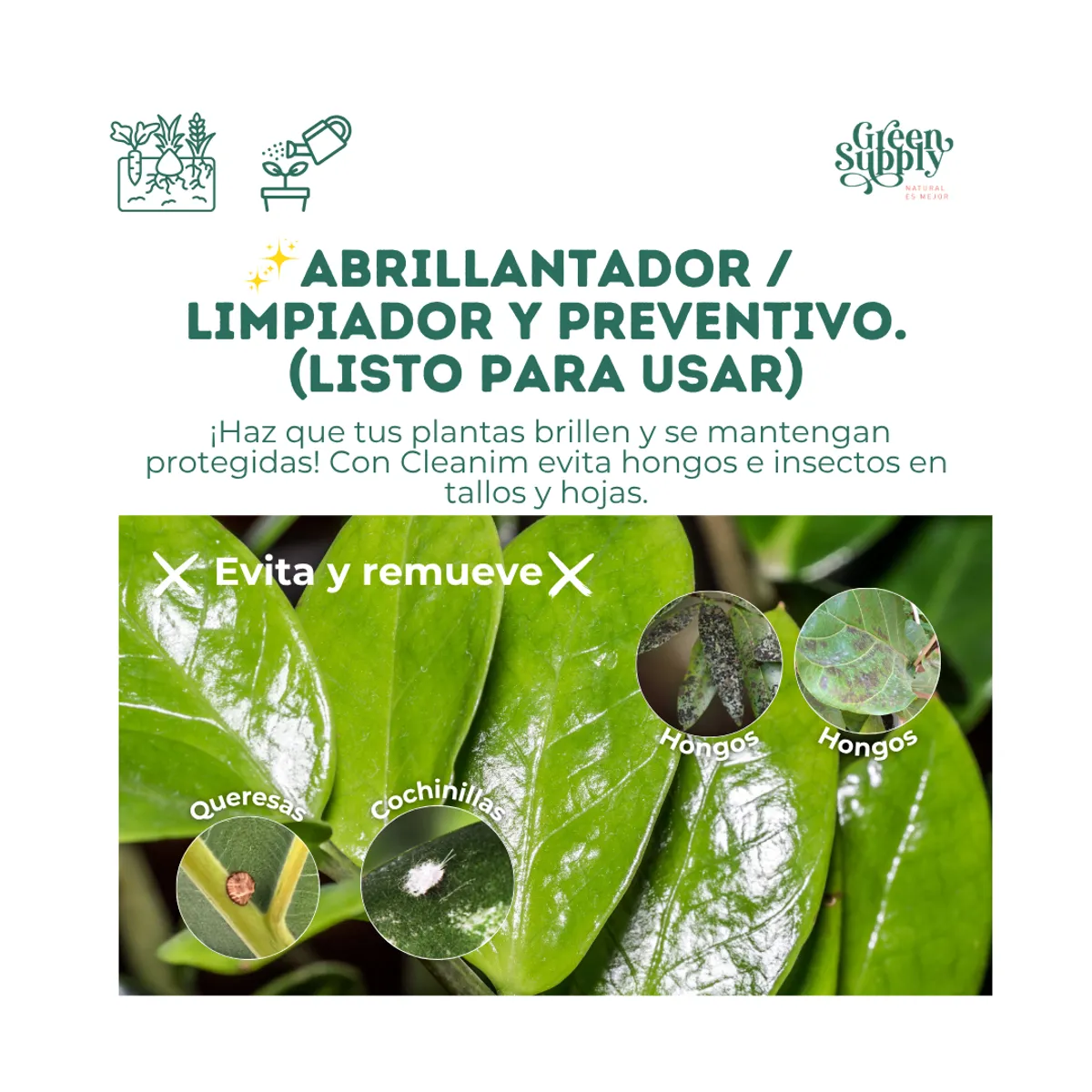 GREEN SUPPLY - Cleanim Ready 600ml - Limpiador Abrillantador de Hojas de Plantas Pet Friendly