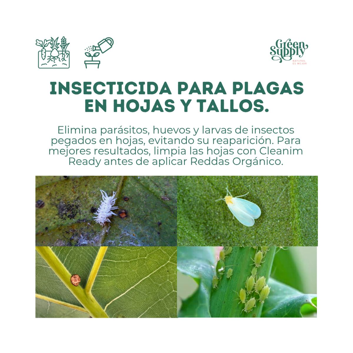 GREEN SUPPLY - Insecticida Pet friendly - REDDAS 1L