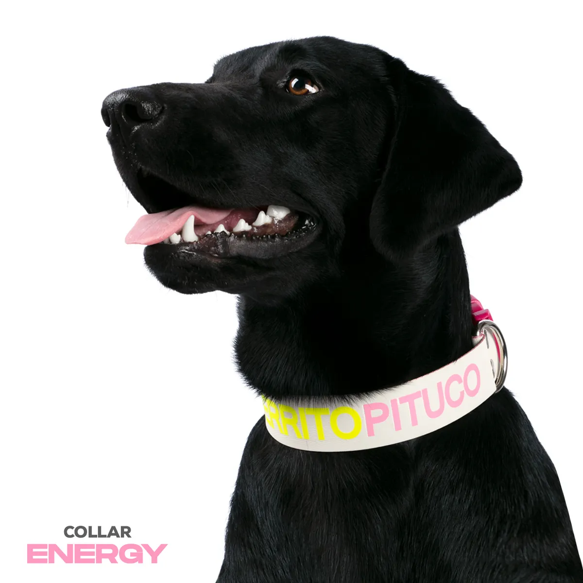 PERRITO PITUCO - COLLAR PERRITO PITUCO ENERGY PINK TALLA M