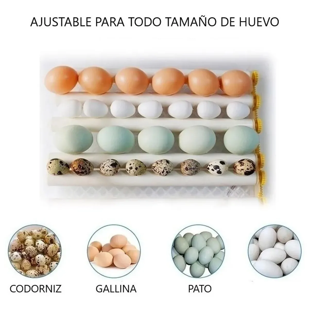 GENERICO - INCUBADORA AUTOMÁTICA 176 HUEVOS DUAL 220V-12V JERSIMPORT